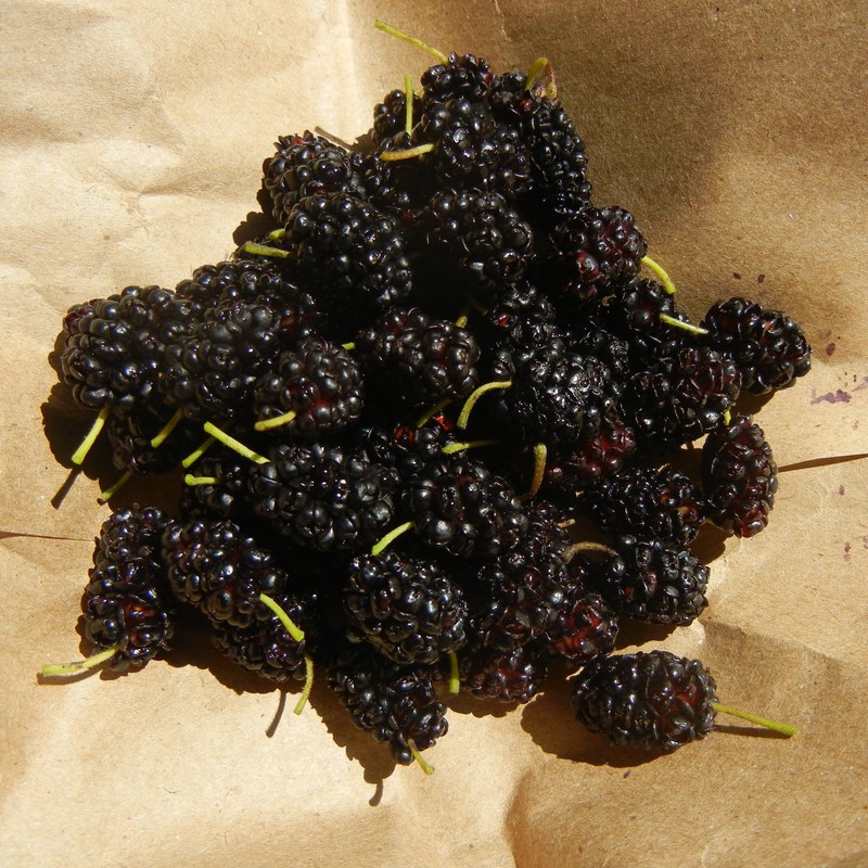 Fresh-picked Mulberries BY DOROTHY GREET